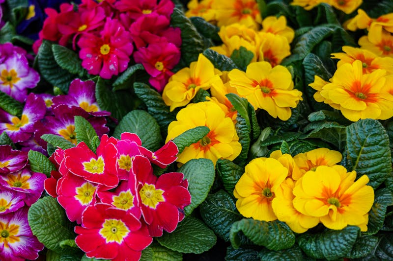 Corbeille fleurs colorées décoration Interflora