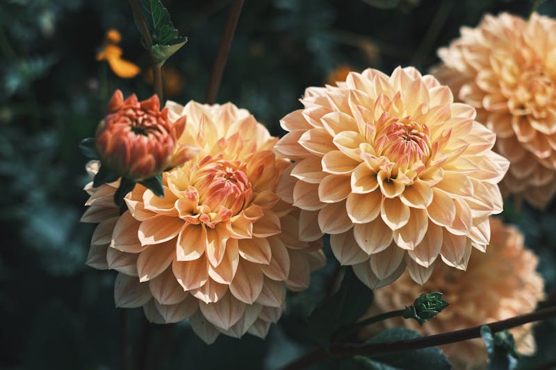 Bouquet automne tons chauds fleurs Interflora
